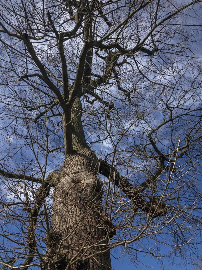 A towering leafless tree with intricate branches reaching into the blue sky, conveying a serene winter scene.