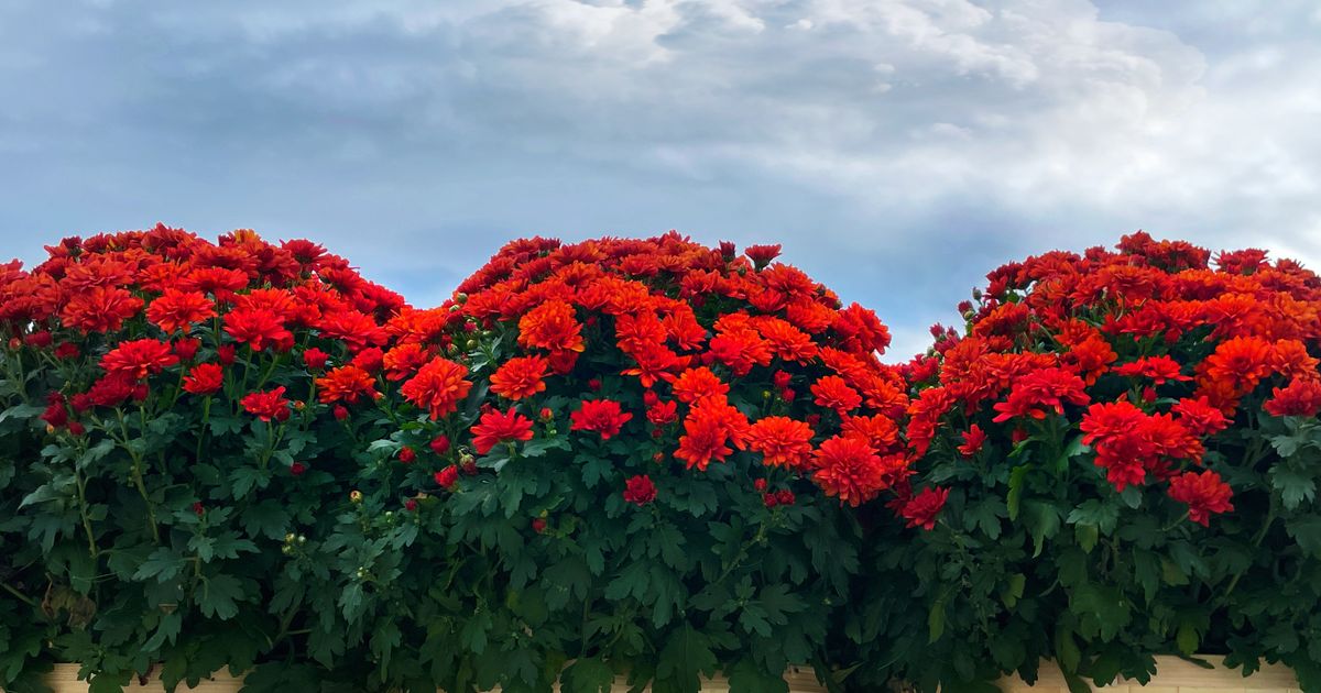 Easy Ways to Give Your Garden Planters a Fall Glow-Up 