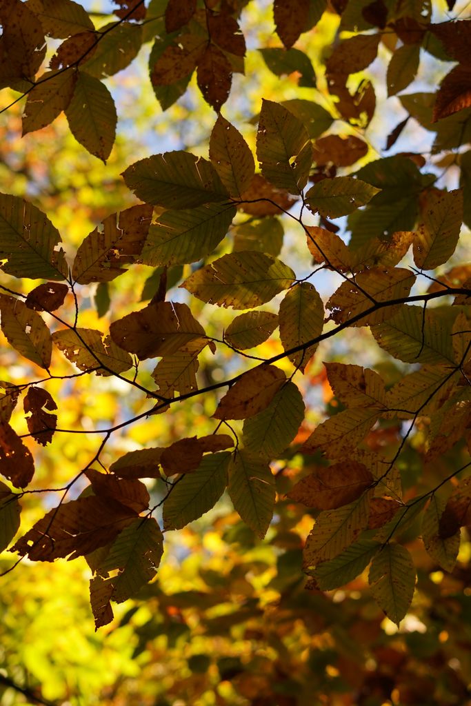 Colorful autumn leaves of a beech tree glowing in sunlight.