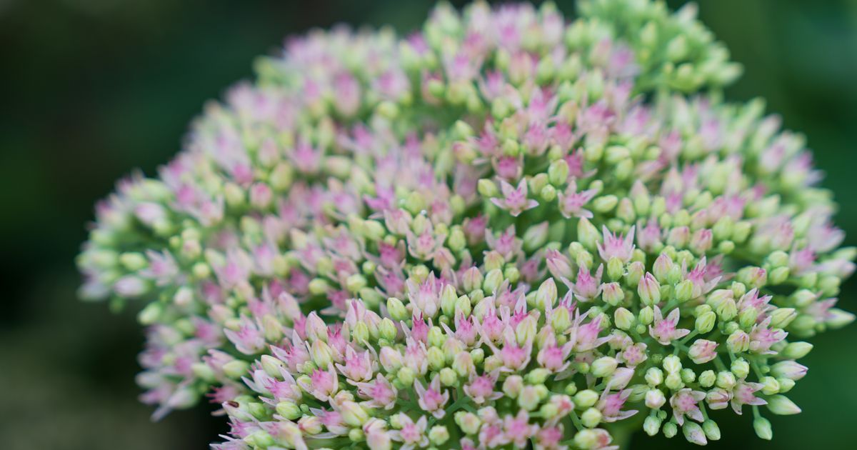 Dig In: 5 Fall Favorites Every Gardener Can’t Stop Talking About This Year 