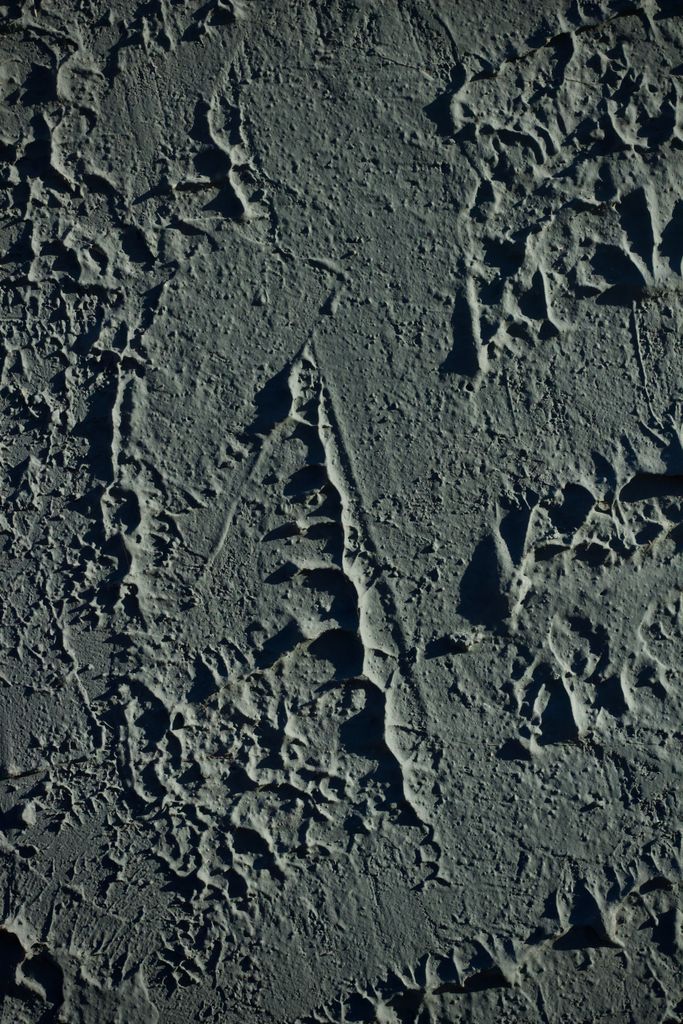 High-contrast abstract image showing a textured surface with intricate patterns resembling rock or lunar landscape.