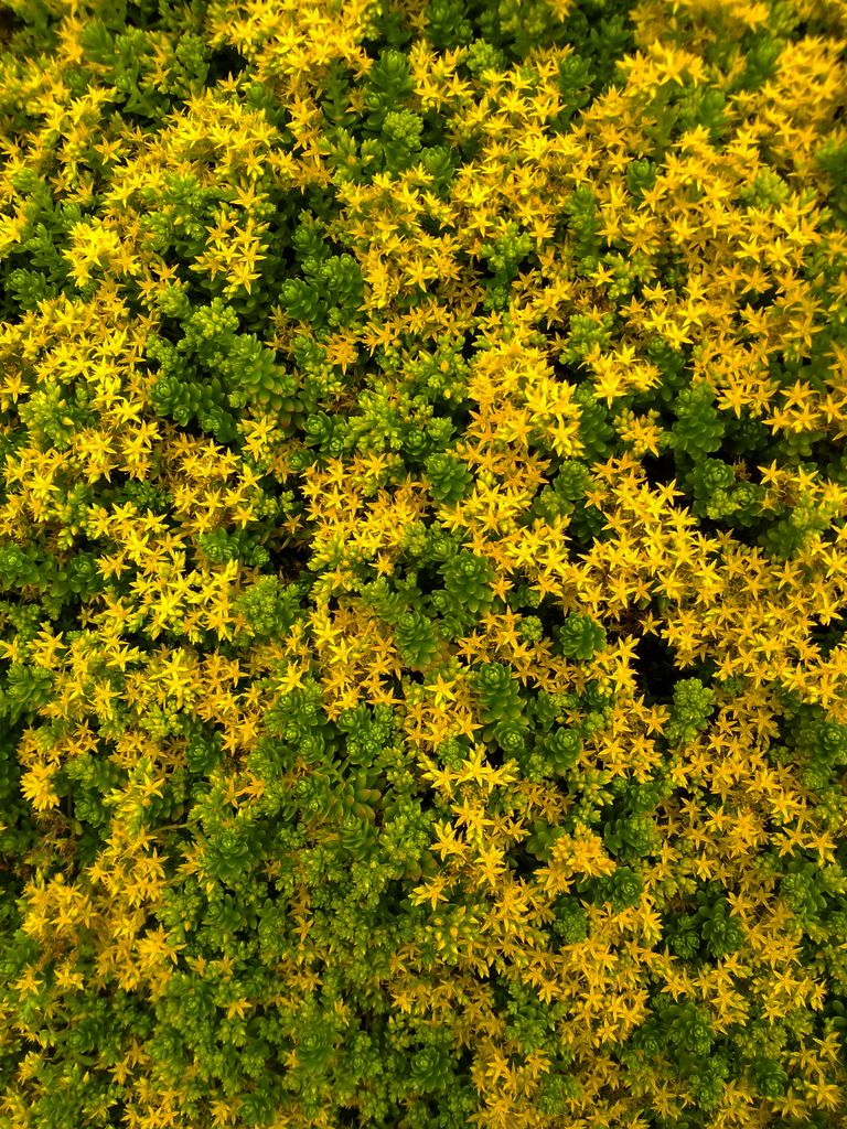 Lush Sedum plants displaying vibrant yellow flowers captured from above.