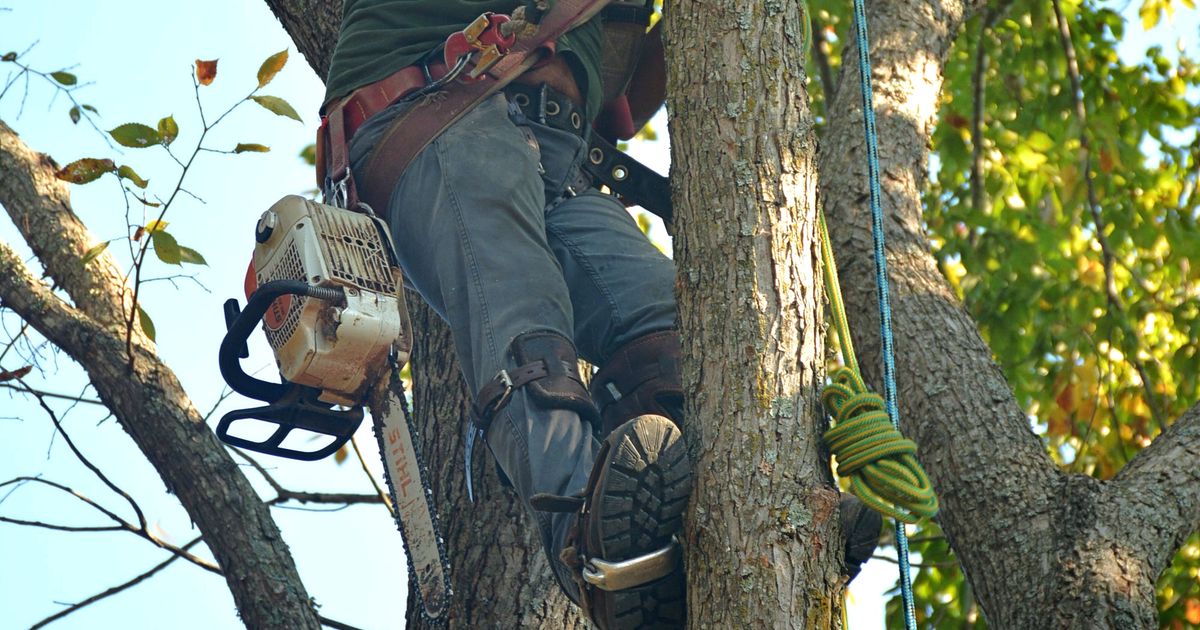 What an Arborist Does and the Warning Signs Your Trees Need Professional Help