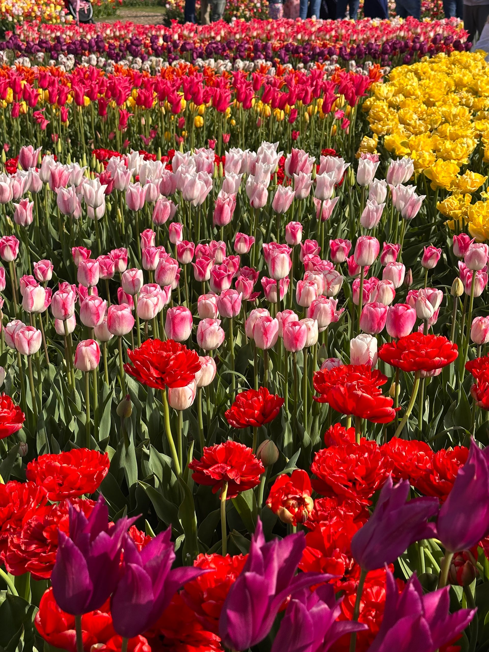 Vibrant tulip field showcasing a variety of colors in a sunny floral display.