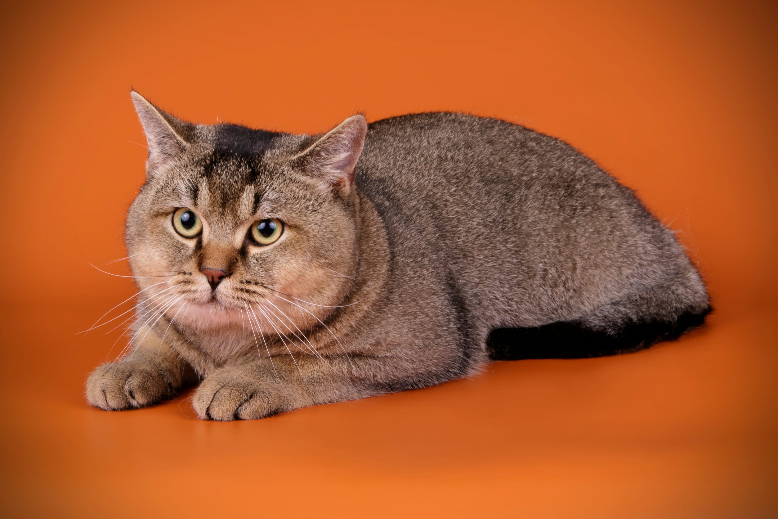 Studio photography of a british shorthair cat on colored backgrounds