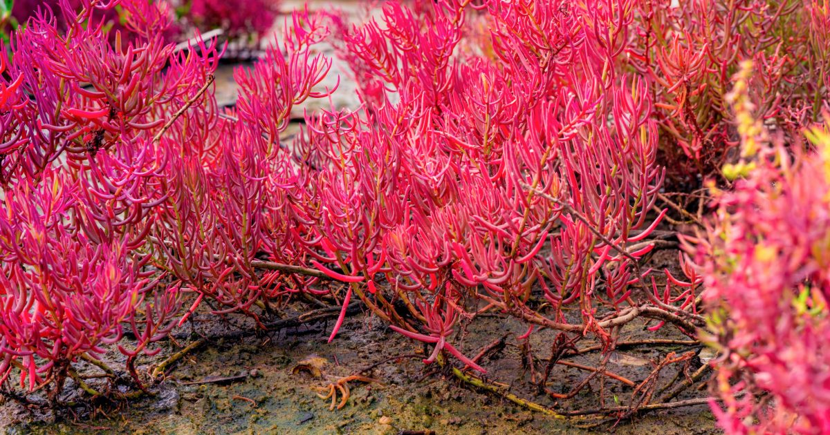 12 Drought-Tolerant Plants That Can Handle Hot, Dry Summers