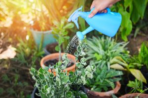 watering plant with colorful blue watering can on pot in the garden / Gardening tools concept