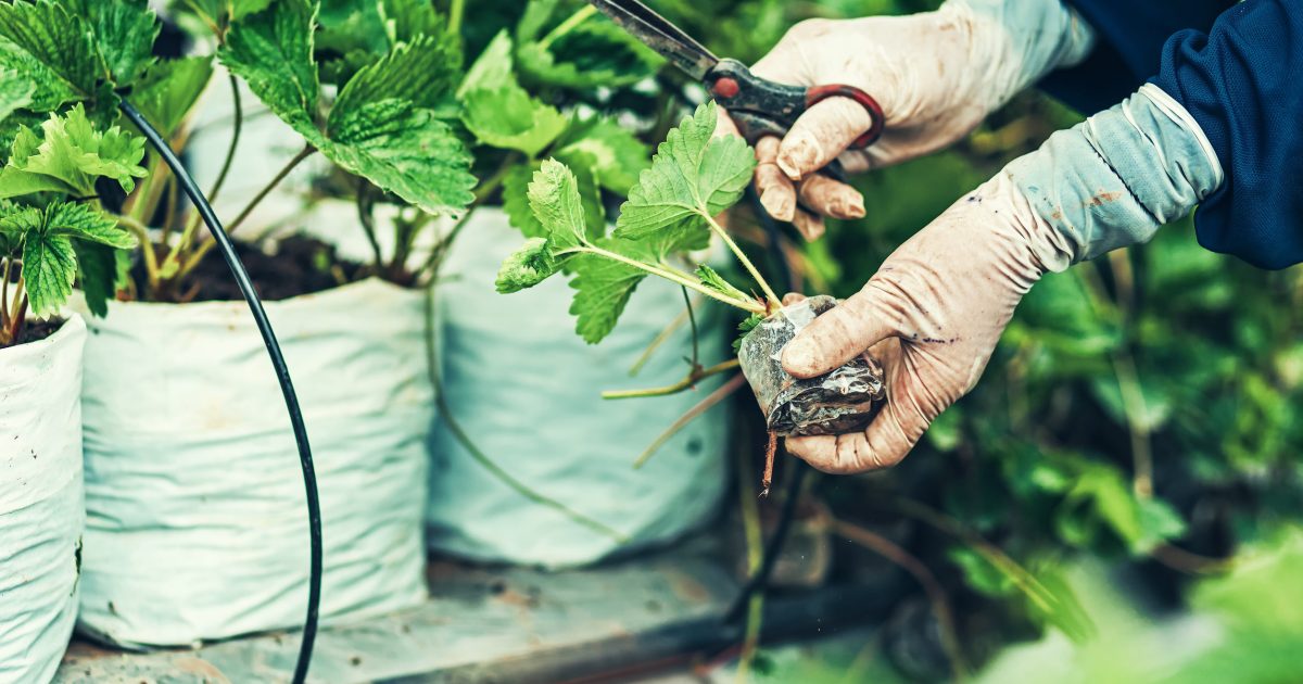 8 smart gardening hacks that can help you spend less money