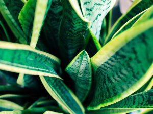 Natural background Of green-yellow leaves to a dark tone.