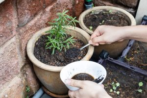 Coffee grounds being added to rosemary plant as natural organic fertilizer rich in nitrogen for growth