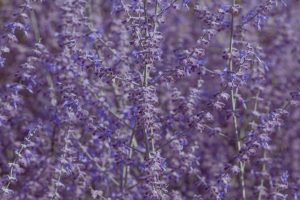 close up of lavender flowers in garden at summer