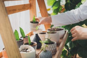 Young Nursery Worker In Greenhouse. Home gardening, love of plants and care. Small business.