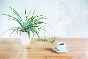 Coffee cup and potted green plant on a wooden table, blurry shadow on the white painted wall in industrial style, architecture background, colored glare effect overlay, copy space, selected focus