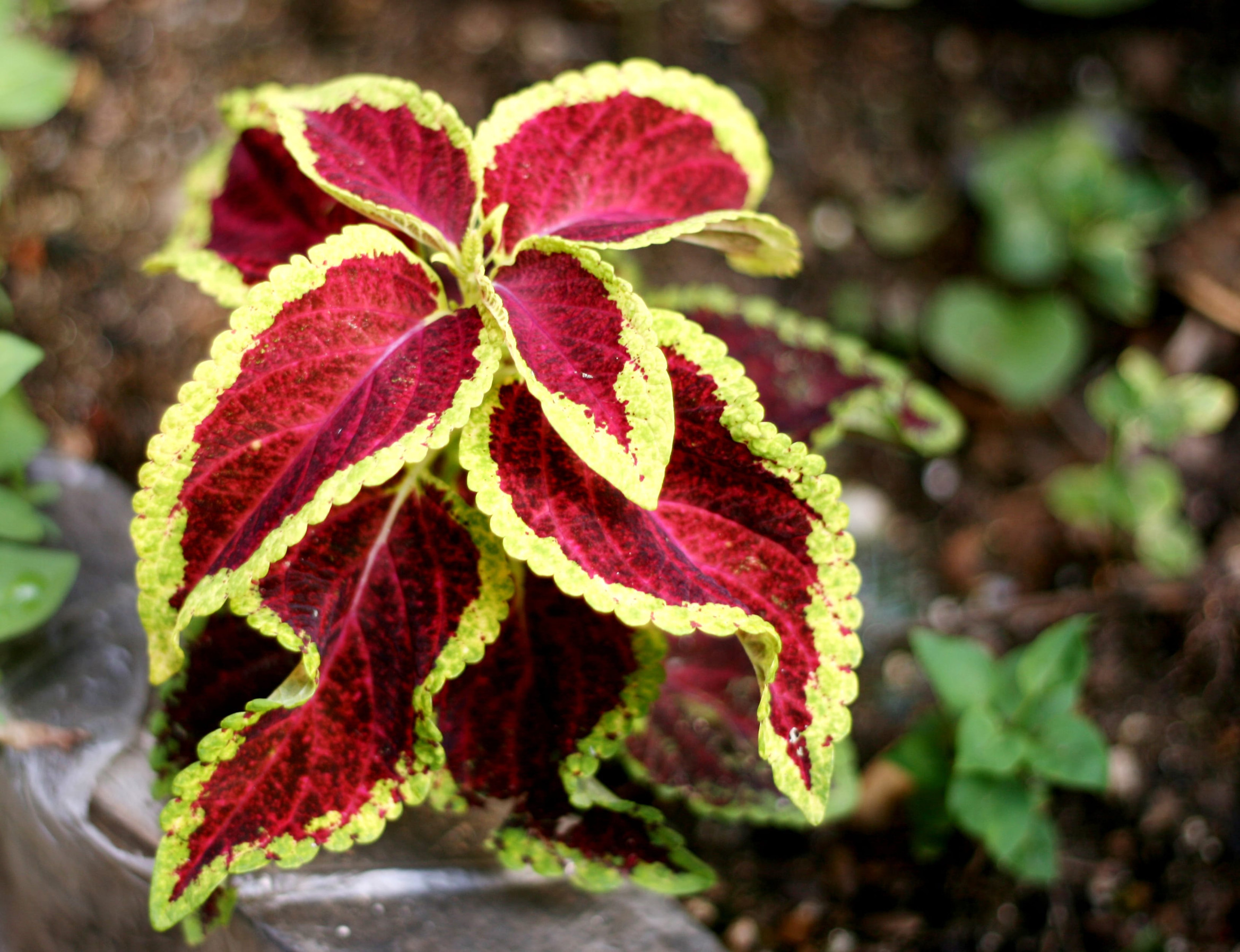 Closeup of a coleus plant in a botanical garden