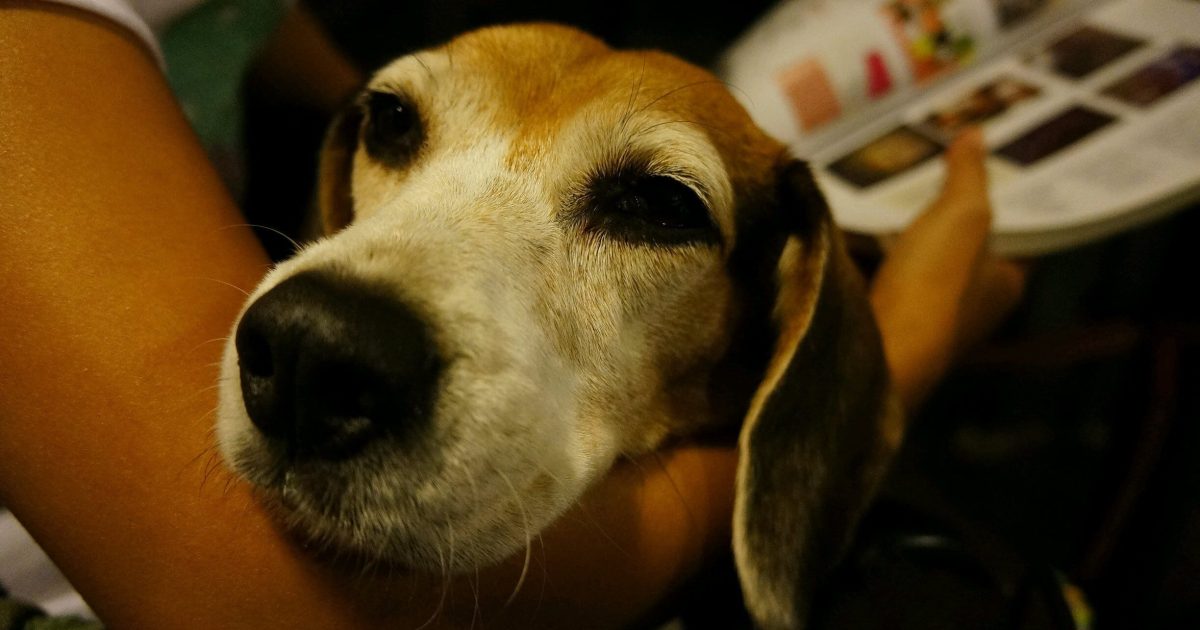 Dogs Using ‘Talking Buttons’ Are Combining Words on Purpose, Scientists Found