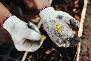 Gardeners hold pumpkin seeds in their hands before planting them in the ground.