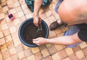 Adult Man Planting Tomatoes On His Balcony