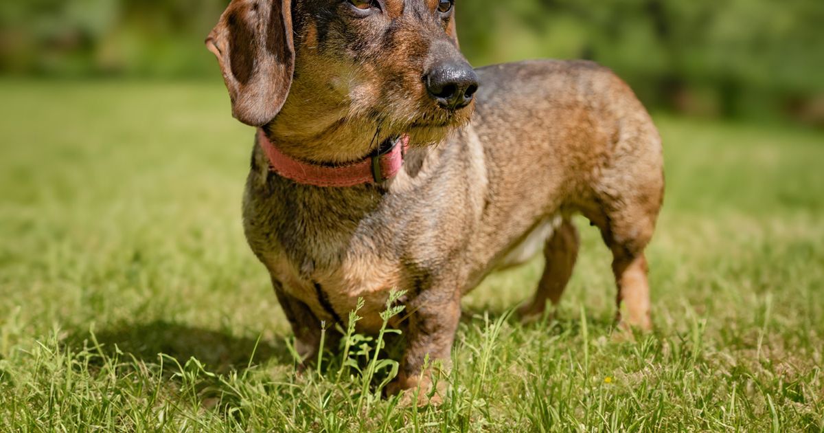 Dogs Don’t Actually Feel Guilty — What That ‘Guilty Look’ Really Means, According to Research