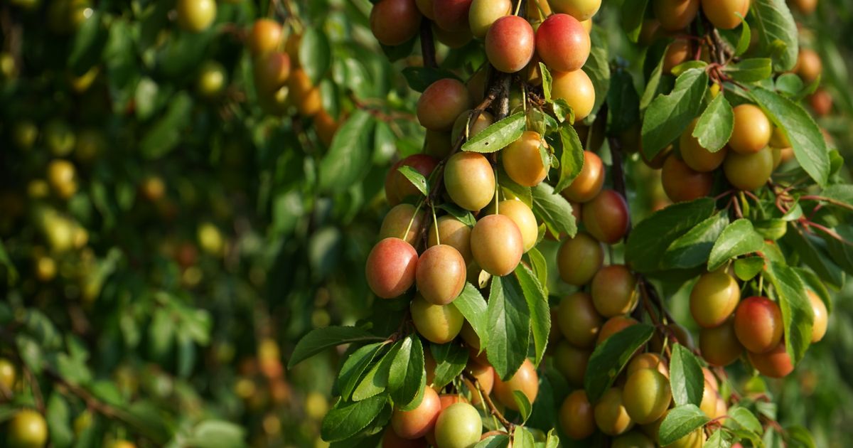 6 Homegrown Fruit and Nut Trees Worth Planting This Year