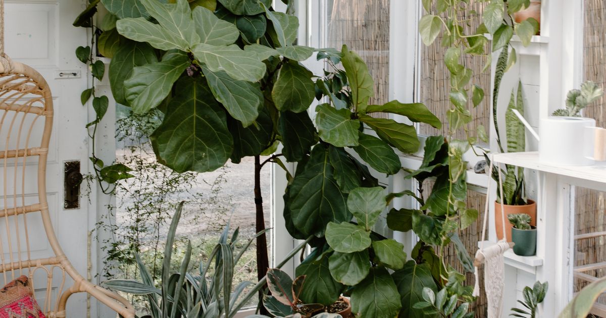 How to Grow a Fig Tree at Home for Fresh Fruit, Even Without a Backyard