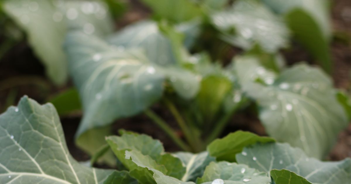 10 Vegetables With More Fiber Than Brussels Sprouts