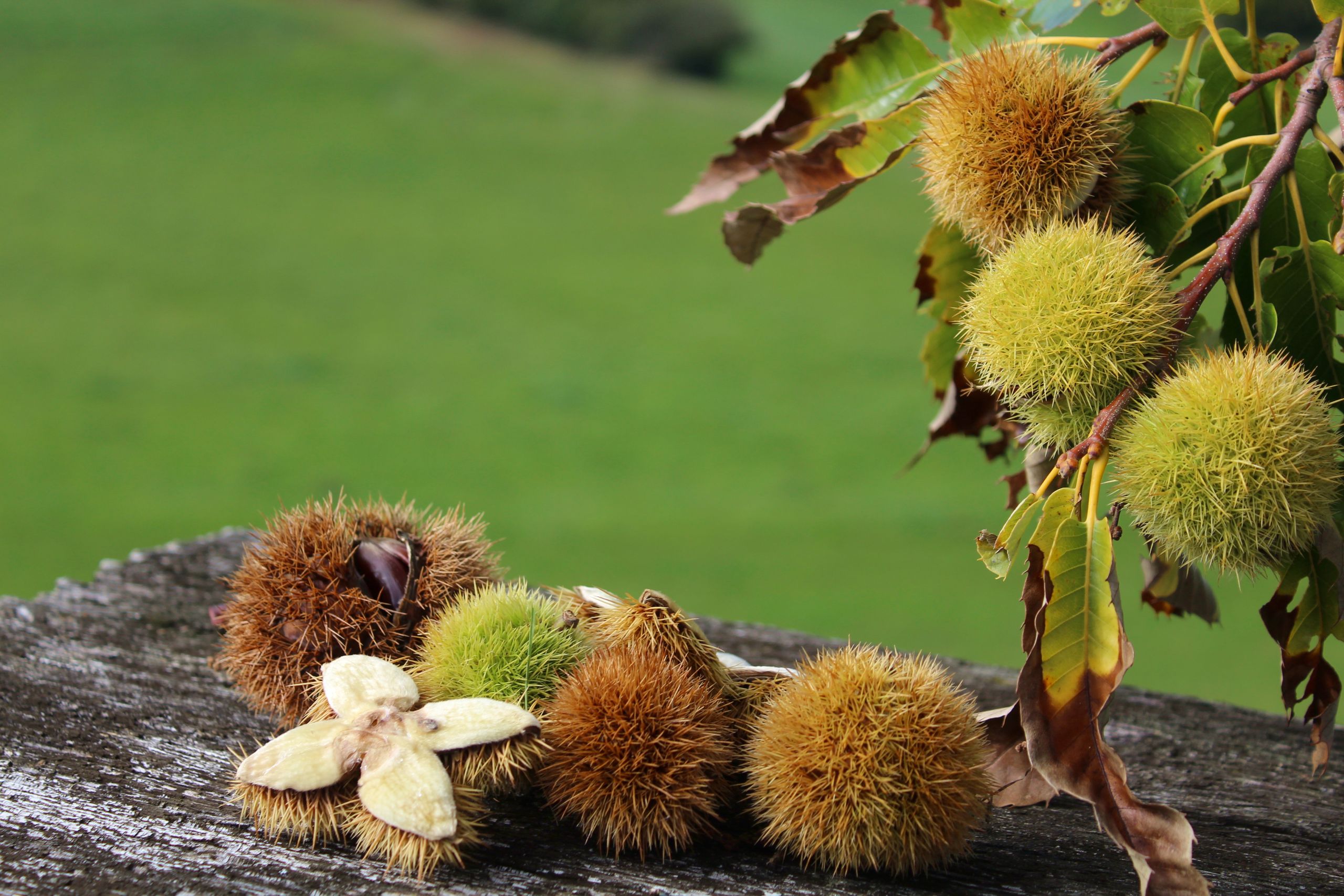 A detailed view of chestnuts in spiky shells on a wooden surface with a lush background.