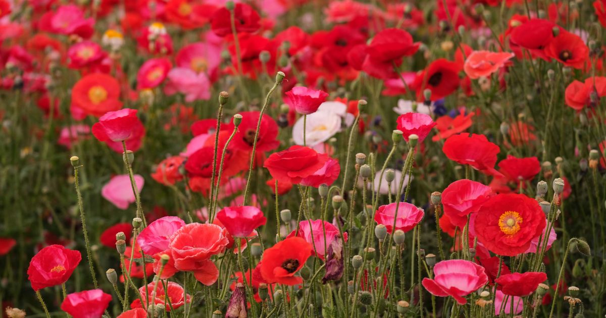7 of the Prettiest Poppies to Plant This Fall for a Burst of Spring Color