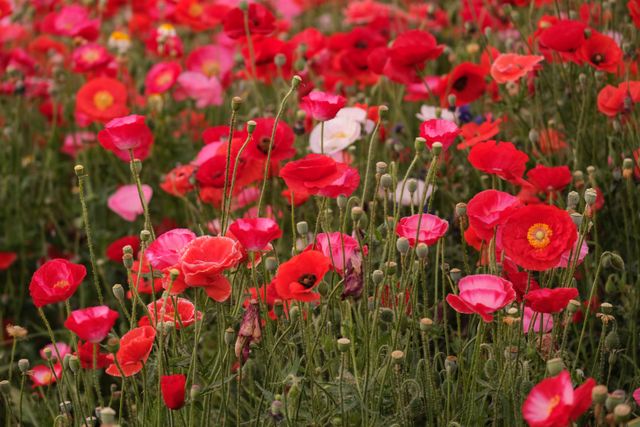 7 of the Prettiest Poppies to Plant This Fall for a Burst of Spring Color