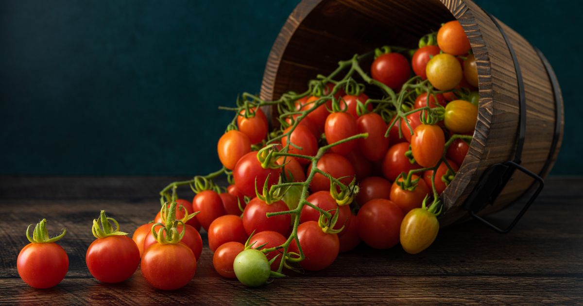 Tomato Season Is Almost Over: 5 Things to Do in September for a Bigger Final Harvest