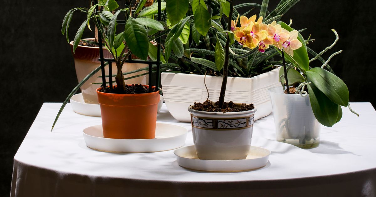 Your Houseplant Looks Perfectly Fine, But It Might Already Be in Trouble 