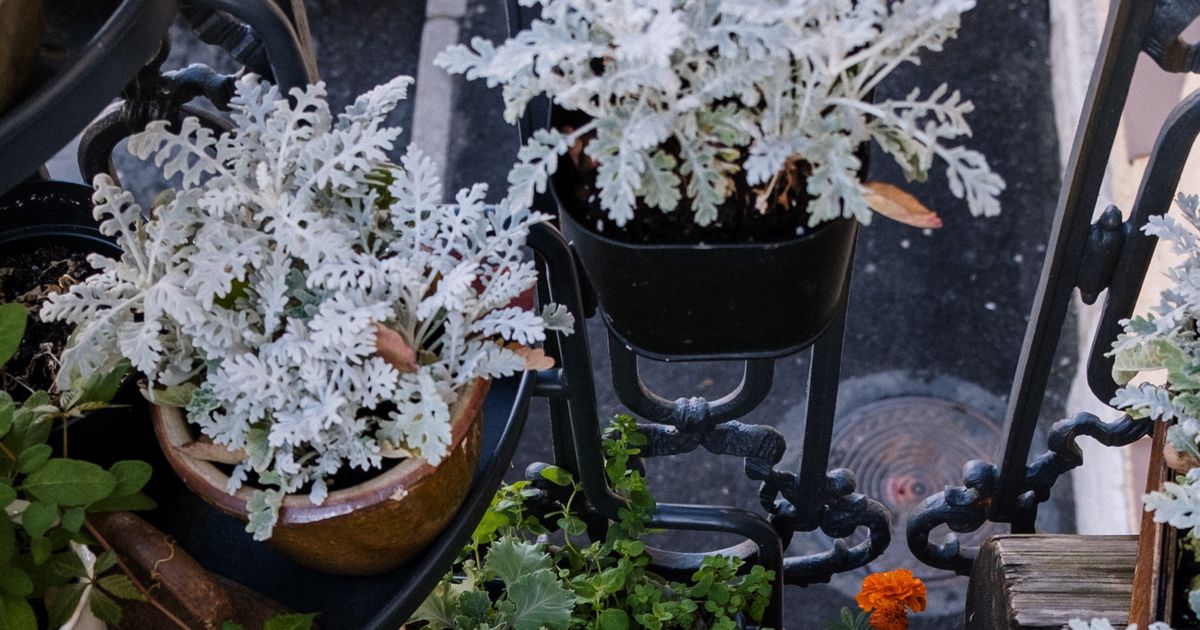 These 11 Foliage Plants Keep Fall Containers Colorful Longer Than Flowers