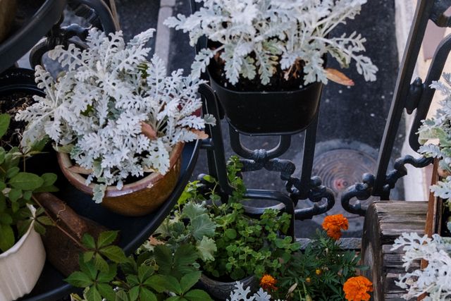 These 11 Foliage Plants Keep Fall Containers Colorful Longer Than Flowers