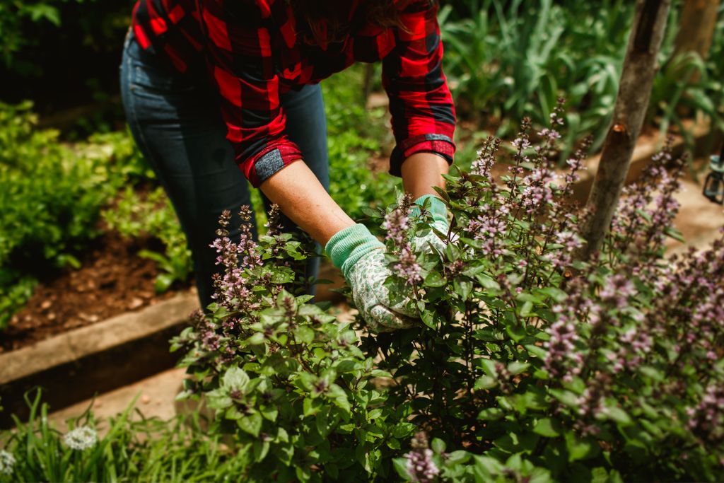 A woman wearing gloves prunes basil plants in a lush summer garden, showcasing horticultural care.