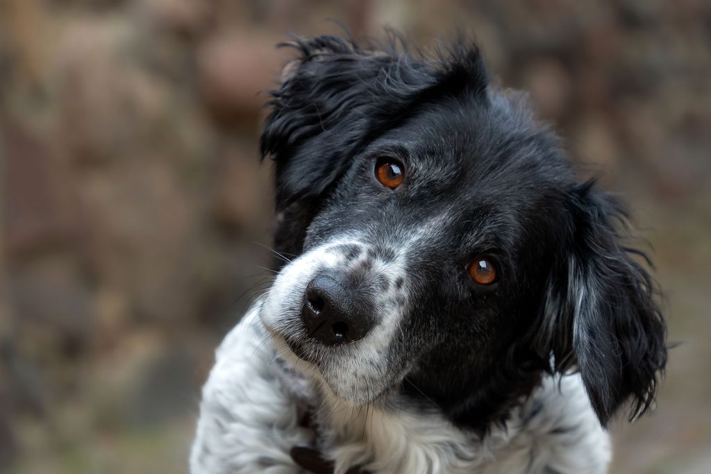 Adorable black and white dog with a curious expression, outdoors.