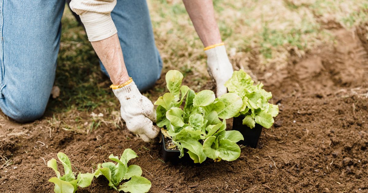September Is the Month to Give Your Garden a Second Act: Here’s What to Plant Now