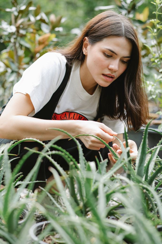 Attentive woman working in garden near evergreen perennial Aloe vera plant with prickly leaves