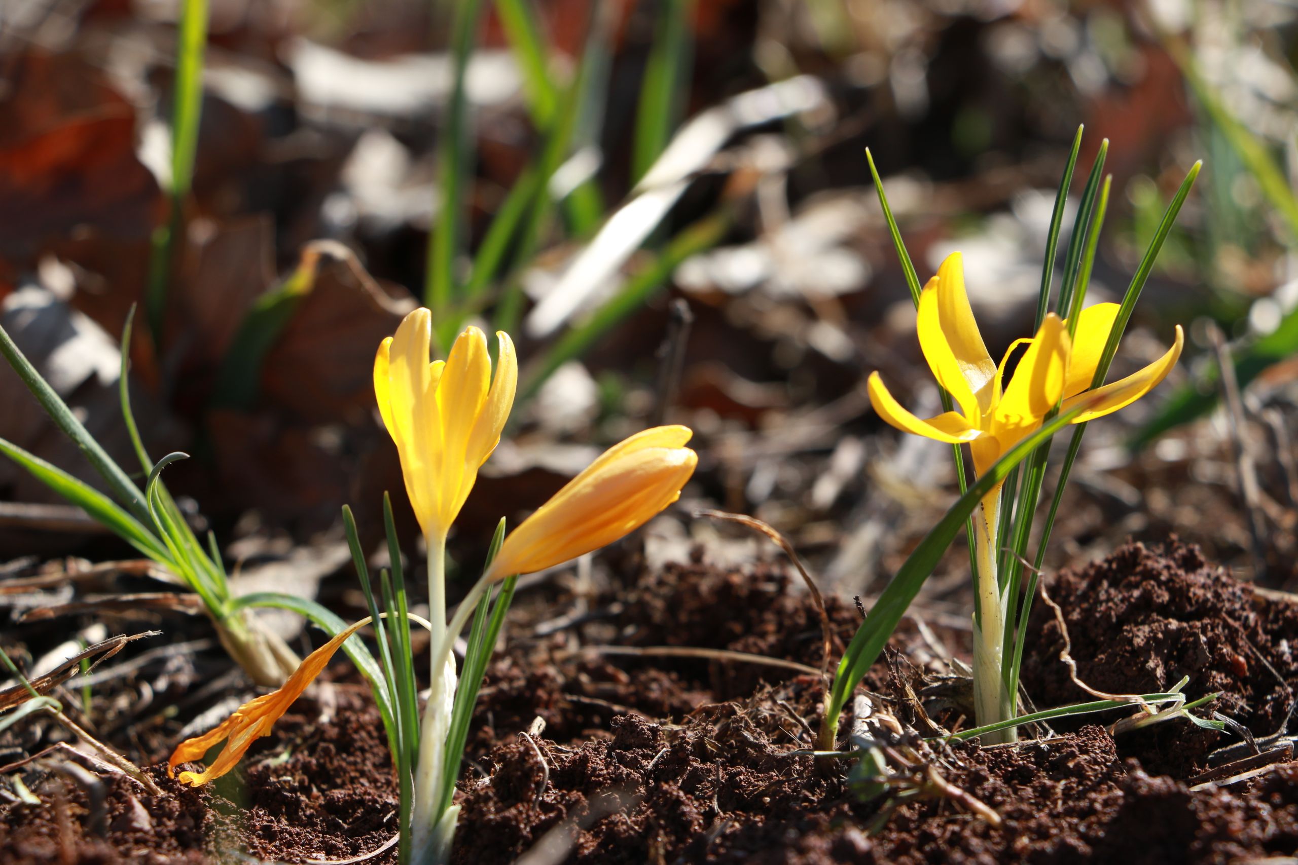 Bright yellow crocus flowers blooming in a spring garden, capturing the essence of new beginnings.