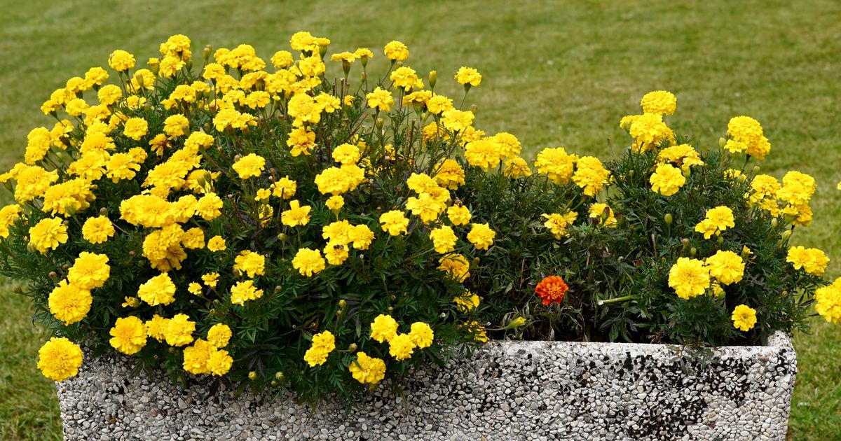 11 Landscaping Upgrades That Improve Curb Appeal Without Wasting Money
