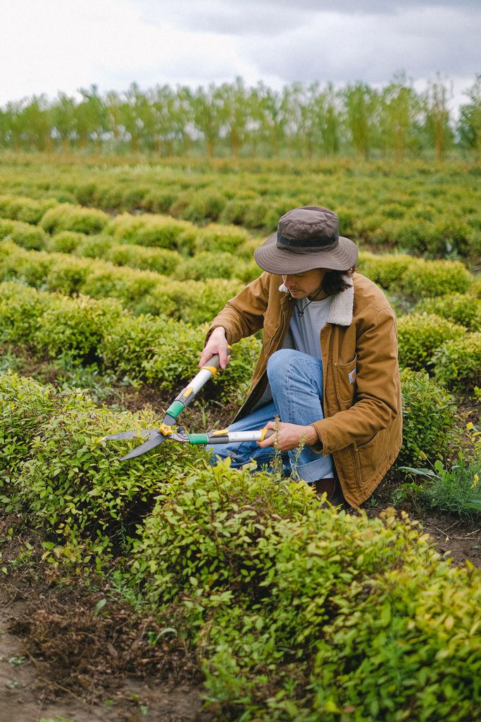 Busy male gardener with secateurs cutting green bush while squatting between rows of plants on plantation during work in agricultural field