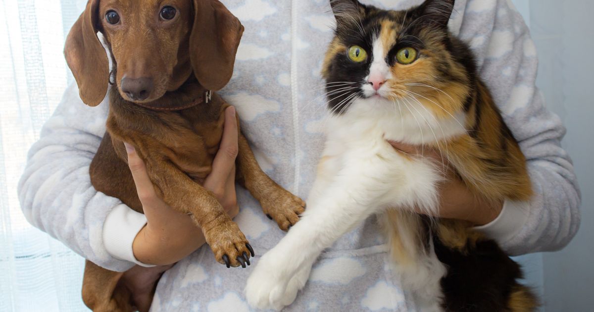 Scientists Hid a Sponge to See Whether Dogs or Cats Would Help Their Owners 