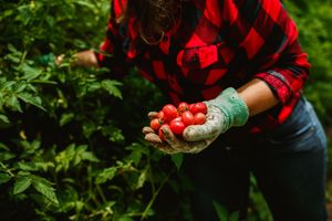 Close-up of a woman harvesting ripe cherry tomatoes in a lush garden.