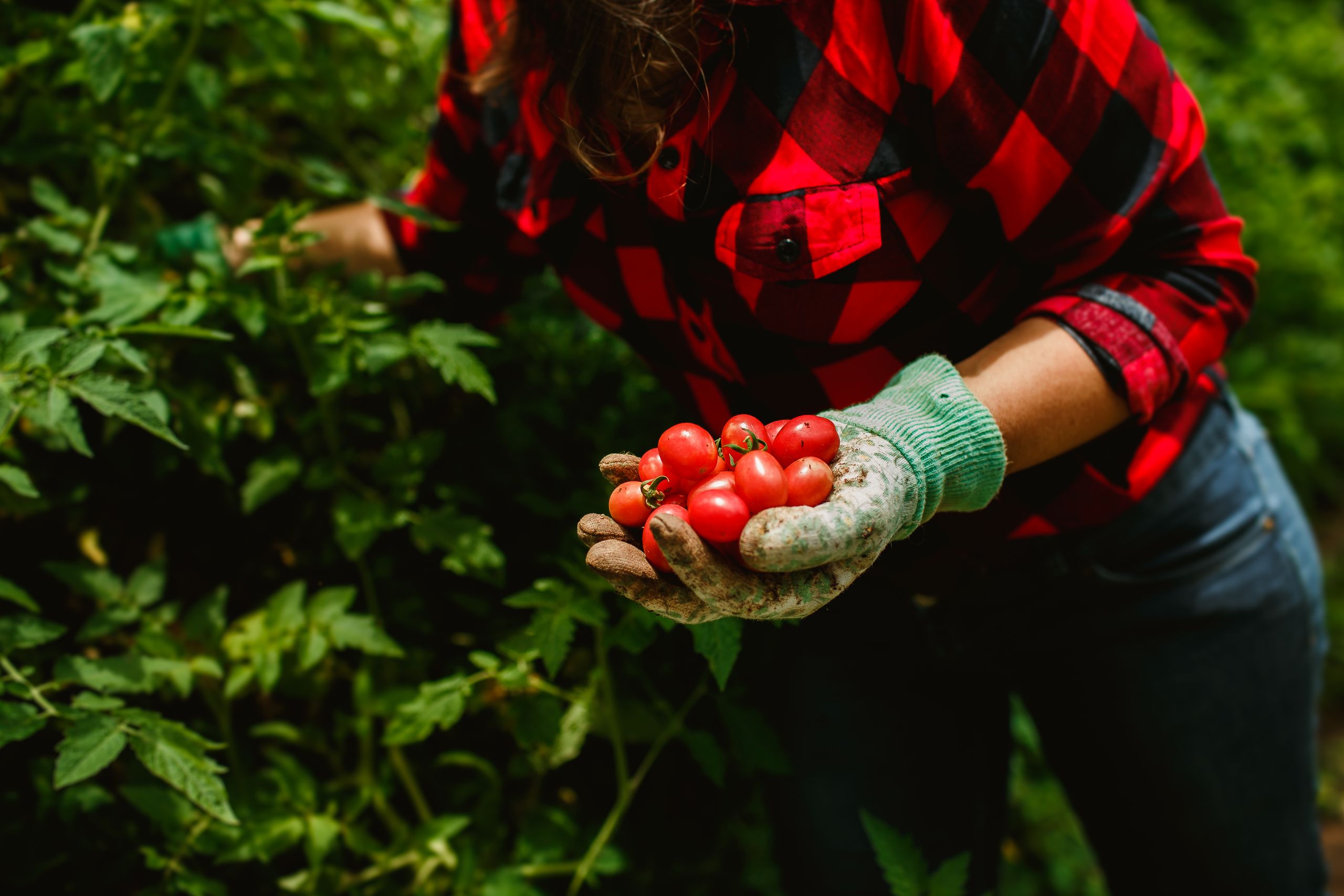 Close-up of a woman harvesting ripe cherry tomatoes in a lush garden.