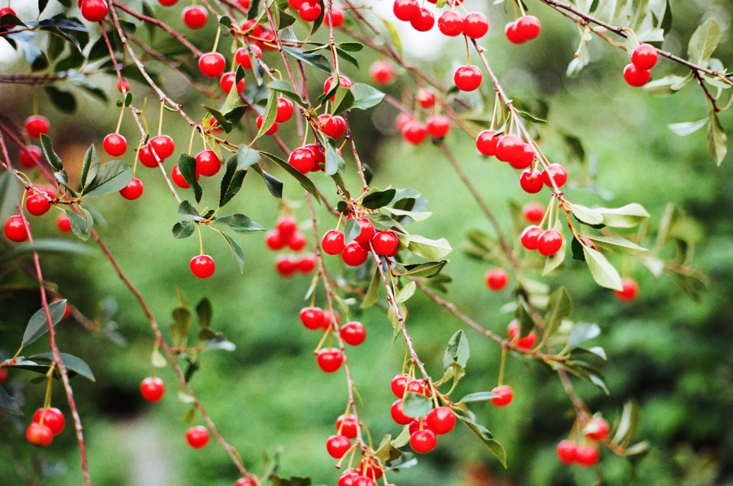 Close-up of ripe red cherries on tree branches, showcasing organic garden freshness.