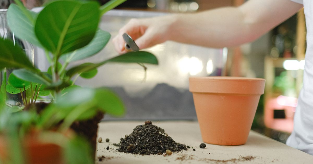 10 Plants You Can Still Grow Now for a Stunning Fall Backyard