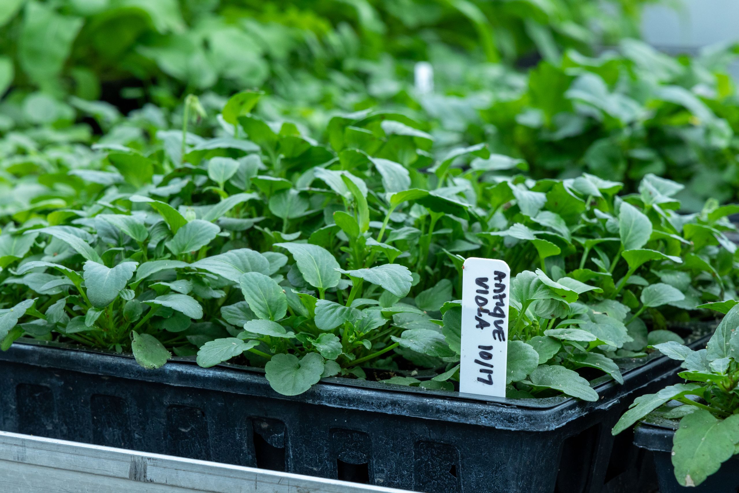 Close-up of vibrant green plant seedlings labeled "Antique Viola" growing in a nursery tray.