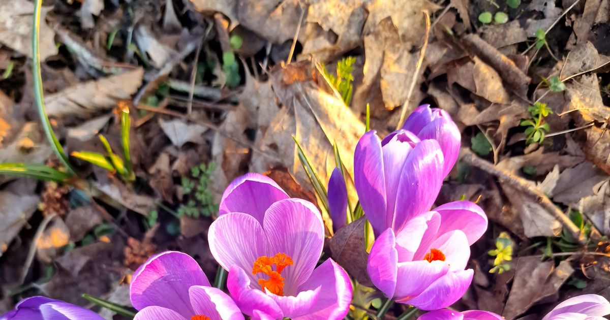 Why More Gardeners Are Treating Fall, Not Spring, as the Real Start of the Planting Season 
