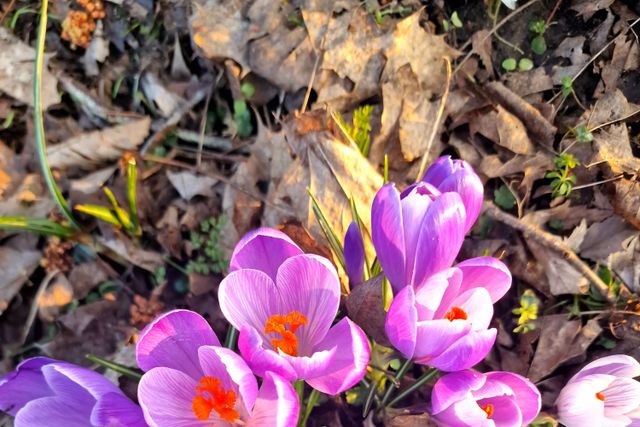 Why More Gardeners Are Treating Fall, Not Spring, as the Real Start of the Planting Season 