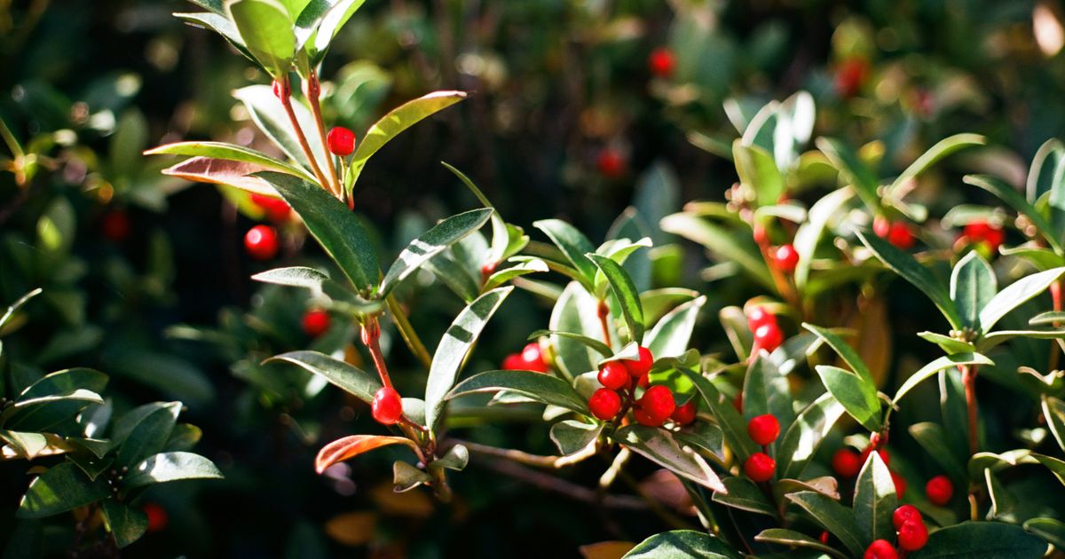 10 Easy Evergreen Shrubs That Give Front Yards a Professionally Landscaped Look