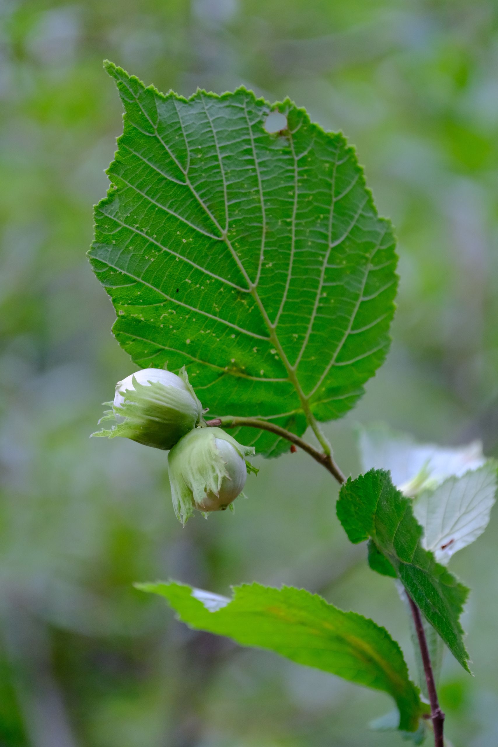 Detailed image of green hazelnuts and leaves in outdoor setting.