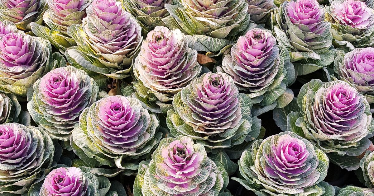 Add These 10 Plants to Containers in September for Winter Color and Interest